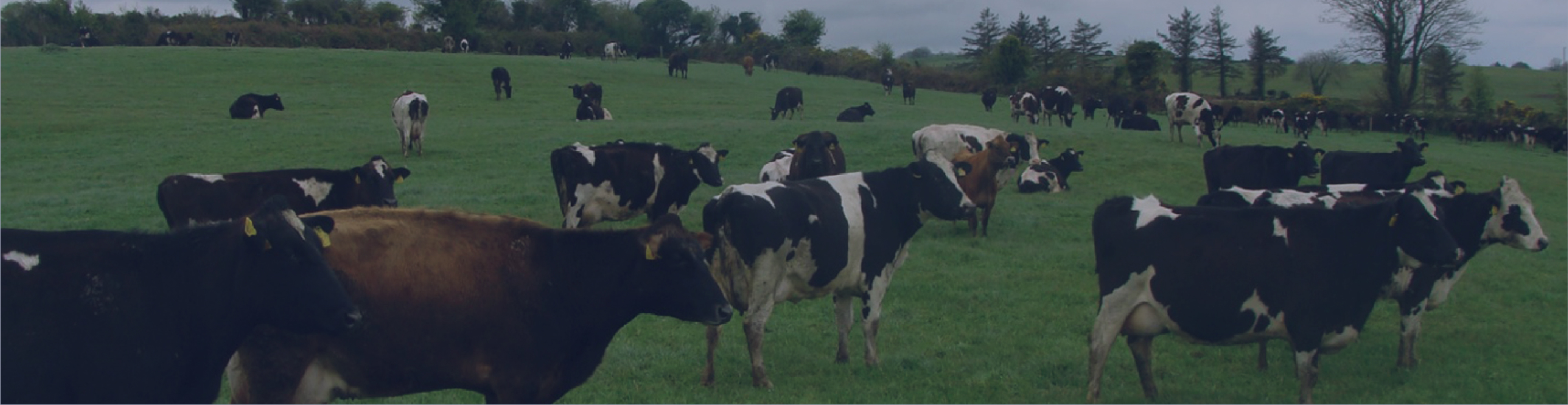 Viaje Técnico ESCOCIA, IRLANDA E IRLANDA DEL NORTE 2026